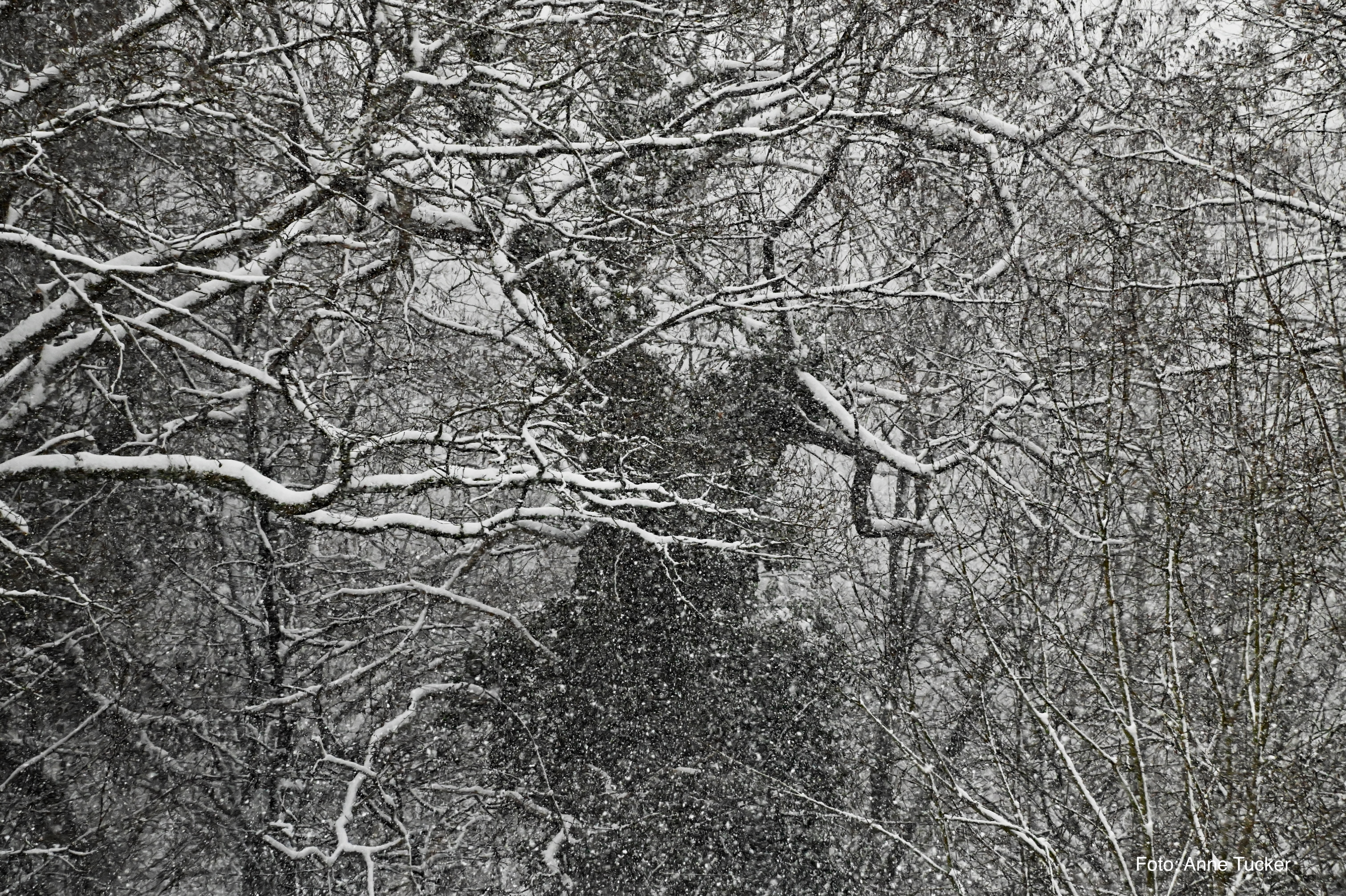  Schneetreiben zum Auftakt der Guitar Night 